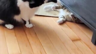 Funny cats 26