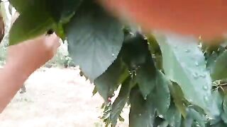 Cherry Picking