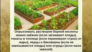 БОРНА КИСЕЛИНА