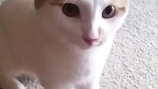 The Funniest Animals Being Absolute  Jerks!