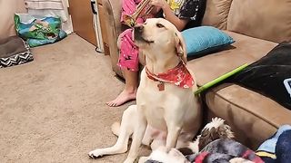 My Singing Dog