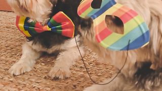 cat wearing  mask