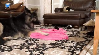 funny animals 11