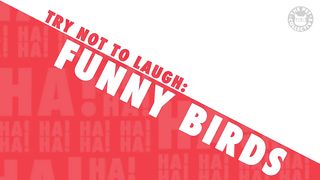 funny birds 2