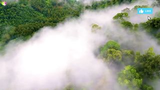 The Flight of Life - A Birds Story 8K Ultra HD