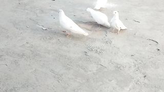 Mara shok  pigeon# kabootarbazi#