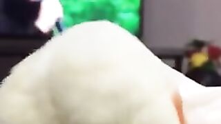 White Cocktail parrot