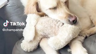 Ultimate Golden Retriever Compilation! ???????? (Funniest Golden Retrievers) ????????