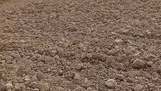 کپاس کی کاشت کے لیے زمین تیاری