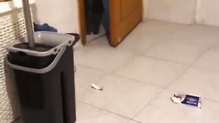 fun with pets