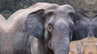 7 Animals mentioned in Quran Pak