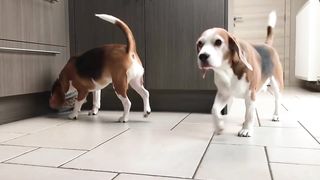 Funny Dogs get Surprised Compilation : Louie The Beagle