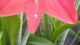 Ambrallys flower