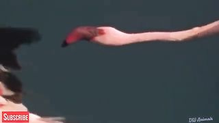 Discovery Wild Animal Fights | 2 Buffalo vs 10 Lion, Hyena & Wild dogs attacks Deer - Baboon,tiger..