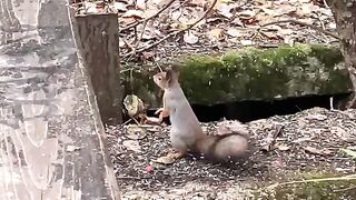 beautiful squirrel