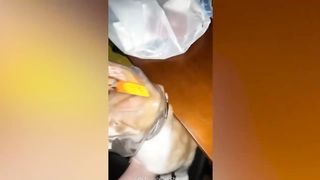 La meilleure compilation vidéo drôle de chat de tous les temps
