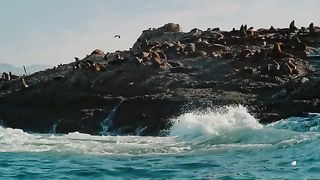 The HIGHEST GREAT WHITE BREACH Ever Recorded! | Shark Week | Discovery