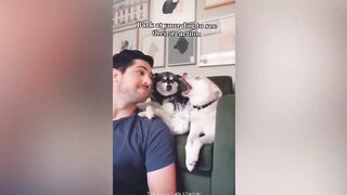 The Funniest Cat Video Compilation