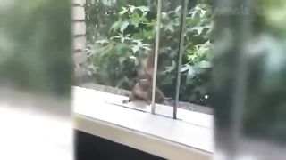 The Best Funny Videos Of Cats And Dogs ????????