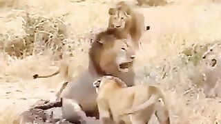 Man vs wild//Hindi//new episode 2021 2