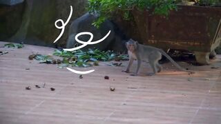 4K Quality Animal Footage - Monkeys Beautiful Scenes Episode 5 | Viral Monkey