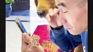 Dog very funny video