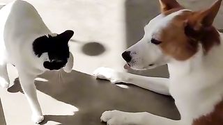 funny cat and dog fight ????????????❤