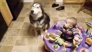 Funny Babies Laughing Hysterically at Dogs Compilation (2016)