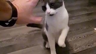 funny cat videos????????????