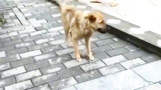 funnny dog dance
