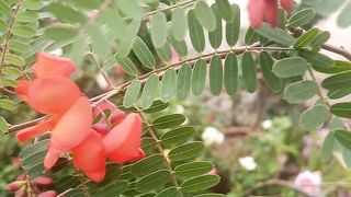 Sesbenia tree