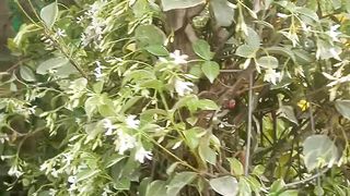 Star jasminum flowers