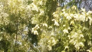 Melaleuca tree with flowers