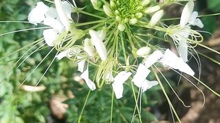 Spider splendor flowers