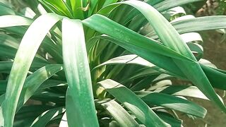 Yucca fountain plant