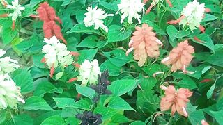 Salvia plants flowers