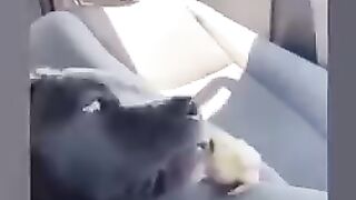 Animaux drôles 4