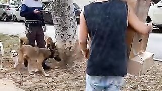 Funny DOGS Falling Boxes