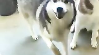 Animaux drôles 6