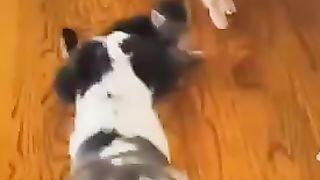 Essaie de ne pas rire