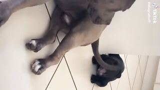 Compilation funny tiktok# funny