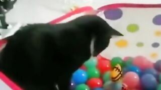 #11 Funny Animal Videos 2022 Best Dogs And Cats Videos
