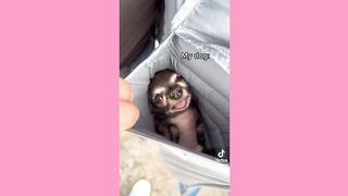 Once there was a way to get back home / Nana Noodleman ~ Cute Tiktok