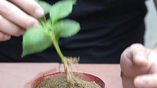 Propagating flowers by leaves is easy at home