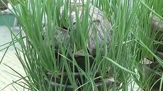 Recycling plastic bottles for gardening hanging  grow onion