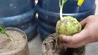 Growing Chayote on is easy for new gardens