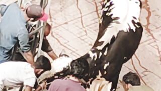 Dangerous cow best scenes video.... Wait and watch