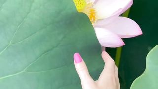 Pink lotus ( tiktok )