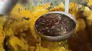 Biggest making of Automatic Shahi Samose in Jodhpur | 9947Asim |