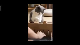 Bobba